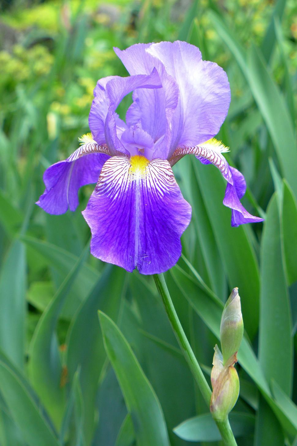 Free Image of Purple Iris Flower and Bud 