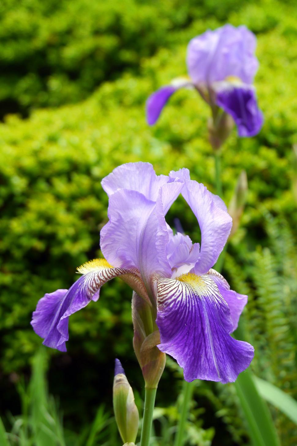 Free Image of Purple Iris Flowers 