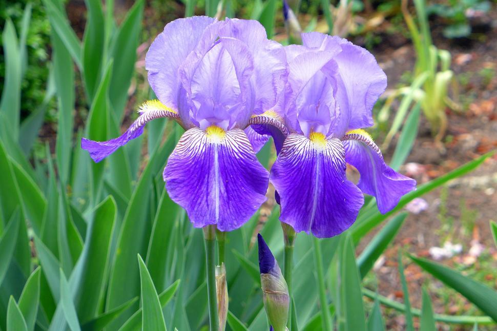 Free Image of Two Purple Iris Flowers 