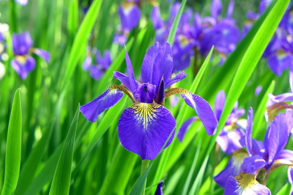 Free Image of Purple Iris Flowers 