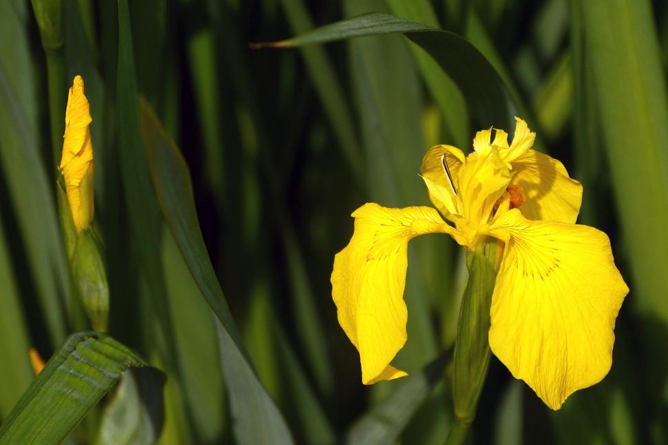 Free Image of Yellow Iris Flower and Bud 