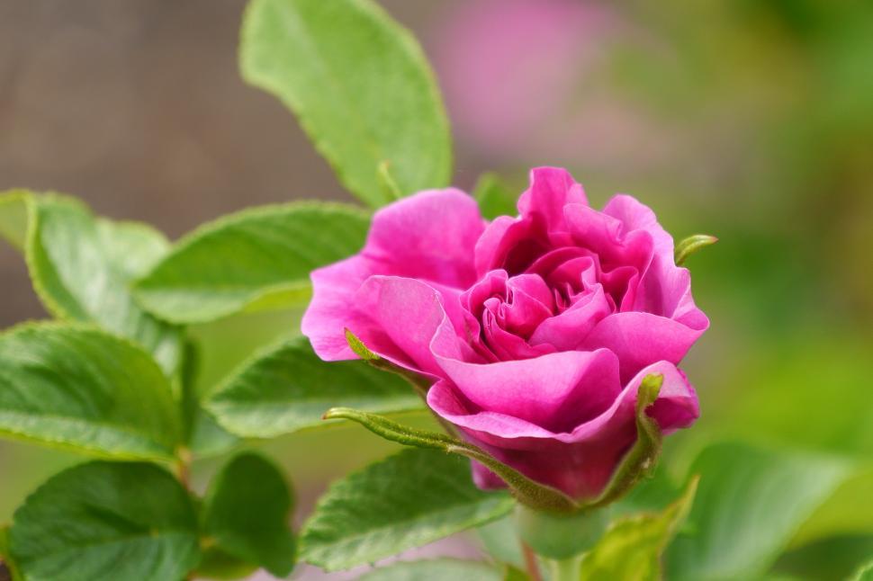 Free Image of One Pink Tea Rose 