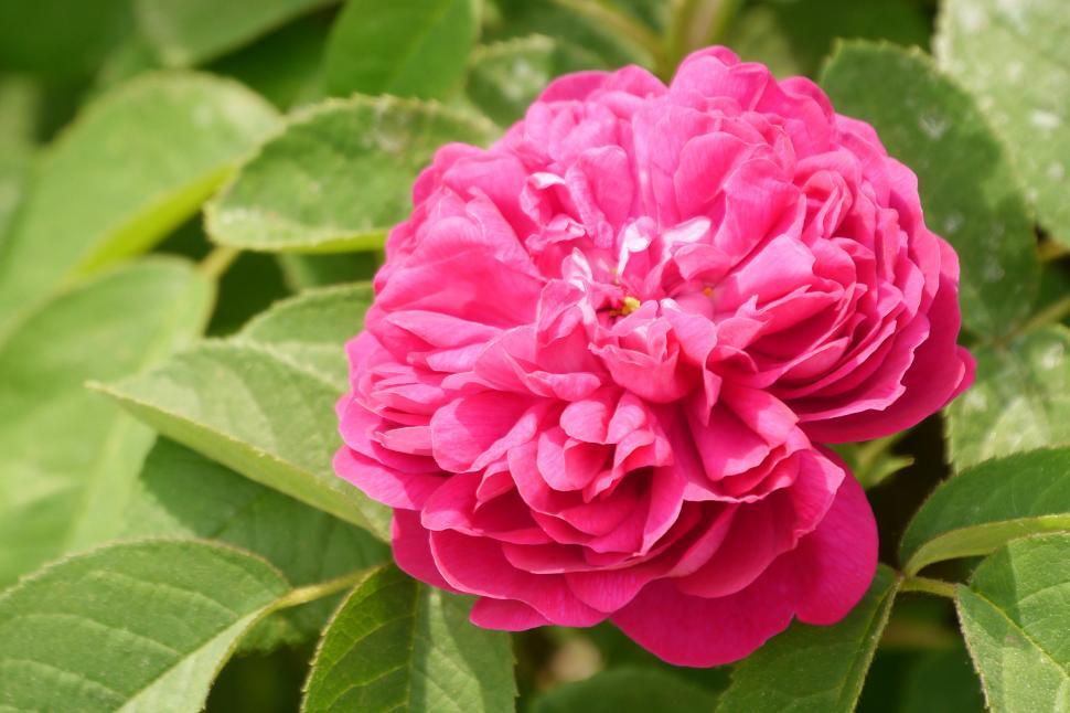 Free Image of Pink Rose Bloom 