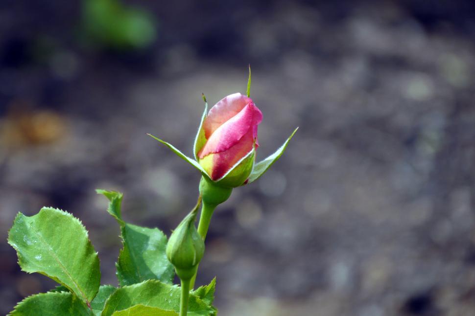 Free Image of First Red Rose Bud 