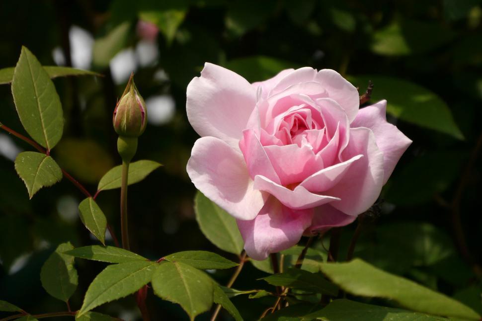 Free Image of Pink Rose Flower Bllom and Bud 