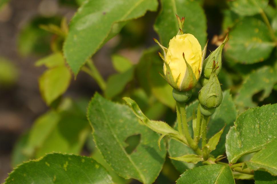 Free Image of Cluster of Yellow Rose Buds 