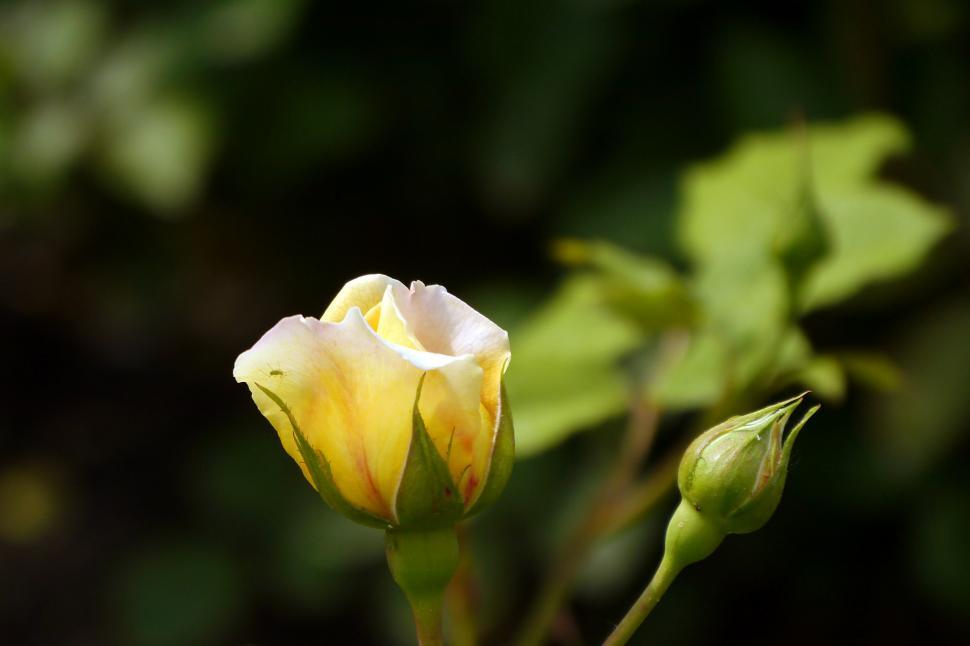 Free Image of Yellow Rose Flower and Bud 