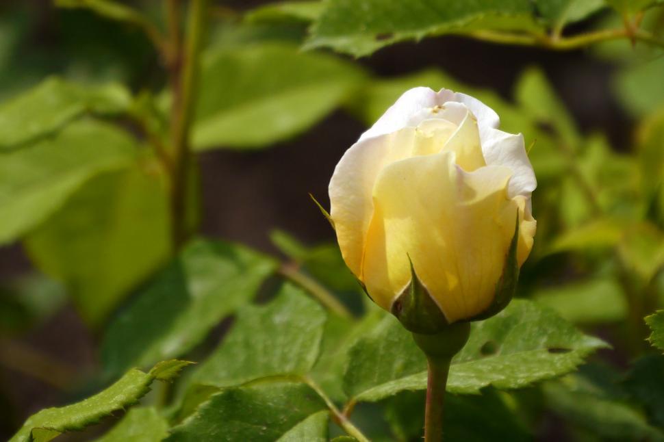 Free Image of Yellow Rose Flower 