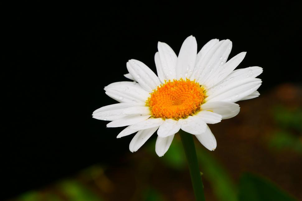 Free Image of Daisy Flower 