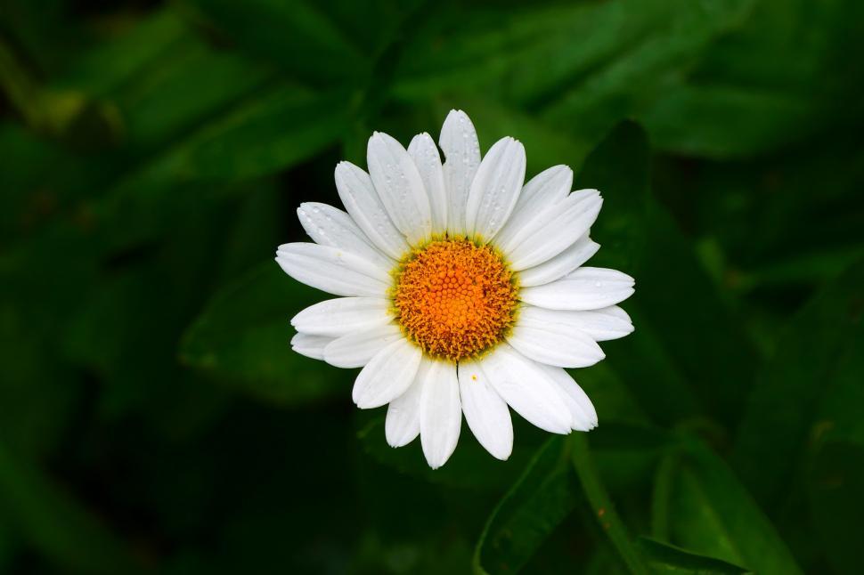 Free Image of Daisy Flower straight view 