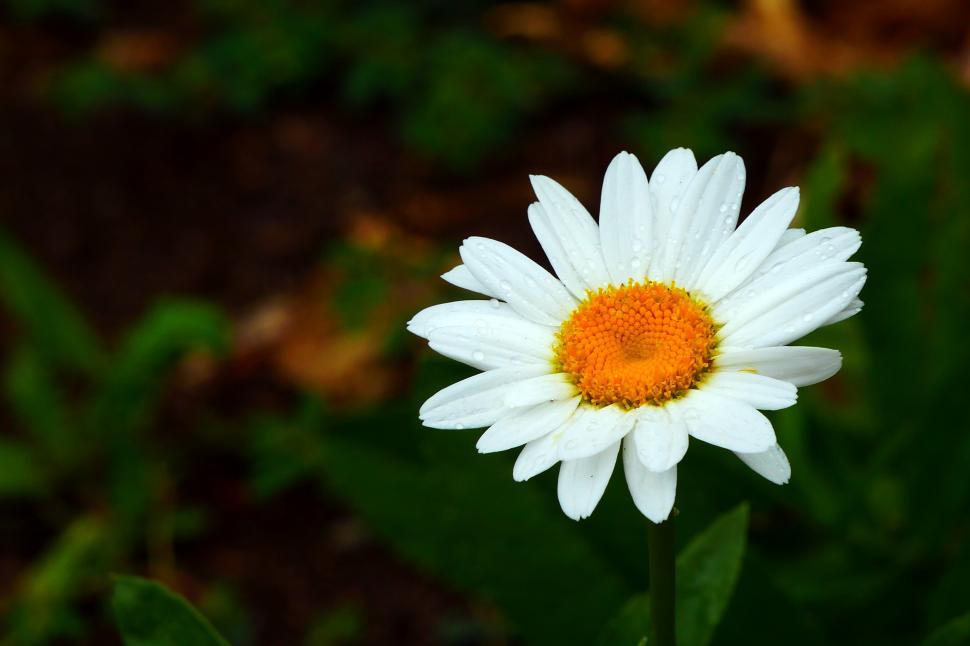 Free Image of Daisy White Flower 