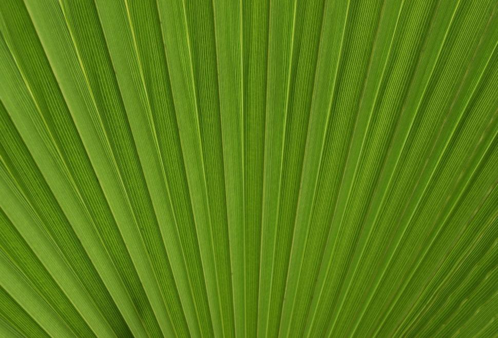 Free Image of Palm Frond  