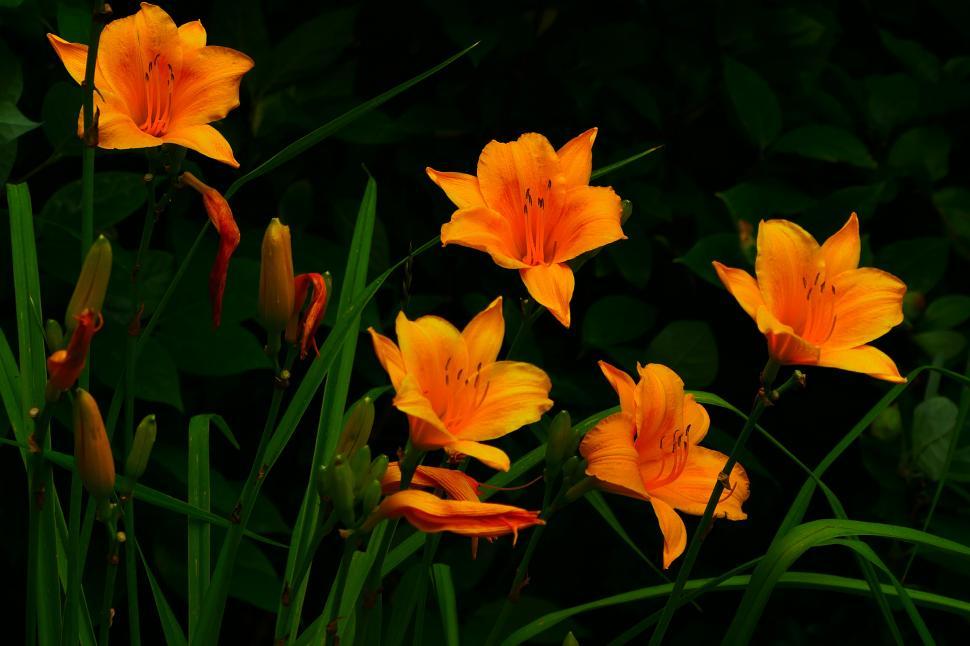 Free Image of Group of Orange Day Lily Flowers 