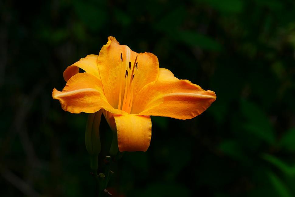 Free Image of Single Open Orange Day Lily Flower 