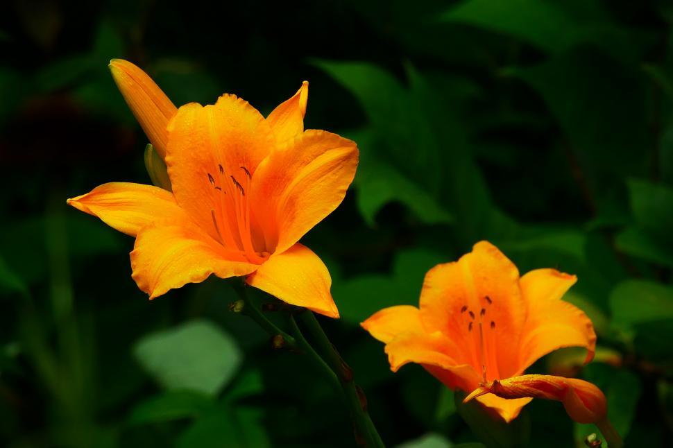 Free Image of Pair of Orange Day Lily Flowers 