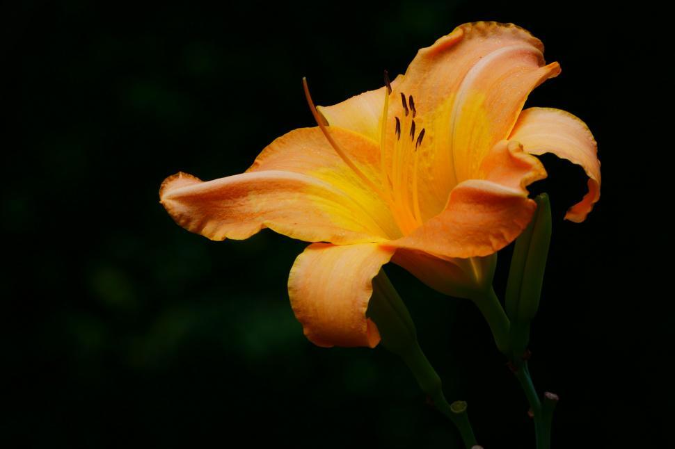 Free Image of Orange Day Lily Bloom 