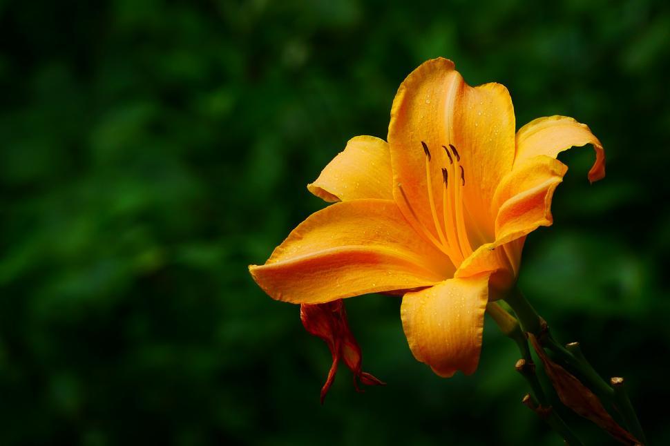 Free Image of Orange Day Lily Flower 