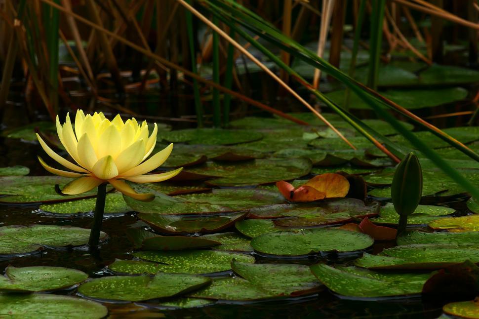 Free Image of Yellow Water Lily Flower Above the Water 
