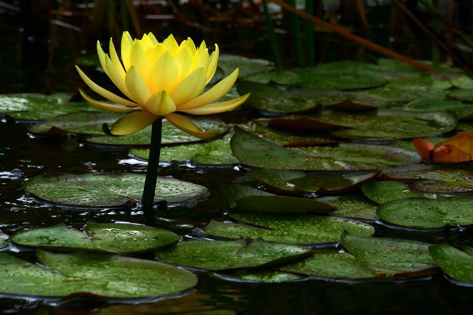 Free Image of Yellow Water Lily Flower in Pond  