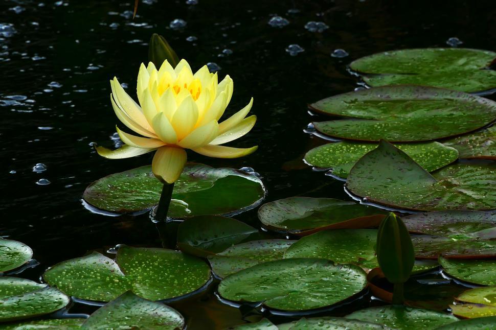 Free Image of Water Lily Flower and Pads 