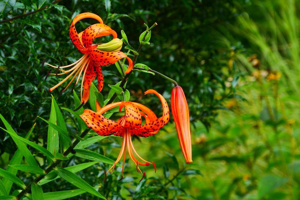 Free Image of Orange Tiger Lily Flower Blooms 