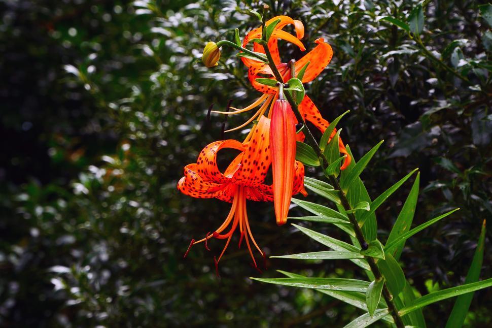 Free Image of Orange Tiger Lily Flowers 
