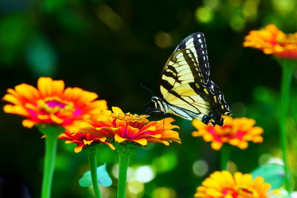 Free Image of Flower with Swallowtail Butterfly 
