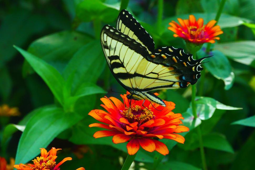 Free Image of Yellow Swallowtail Butterfly on Verbena Bloom 