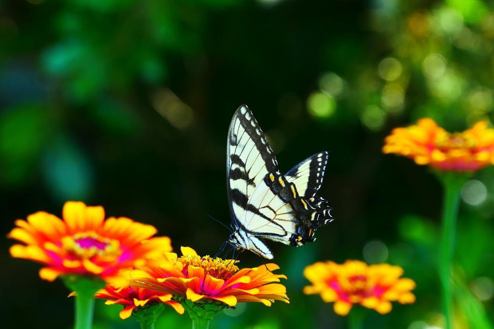 Free Image of Swallowtail Butterfly 