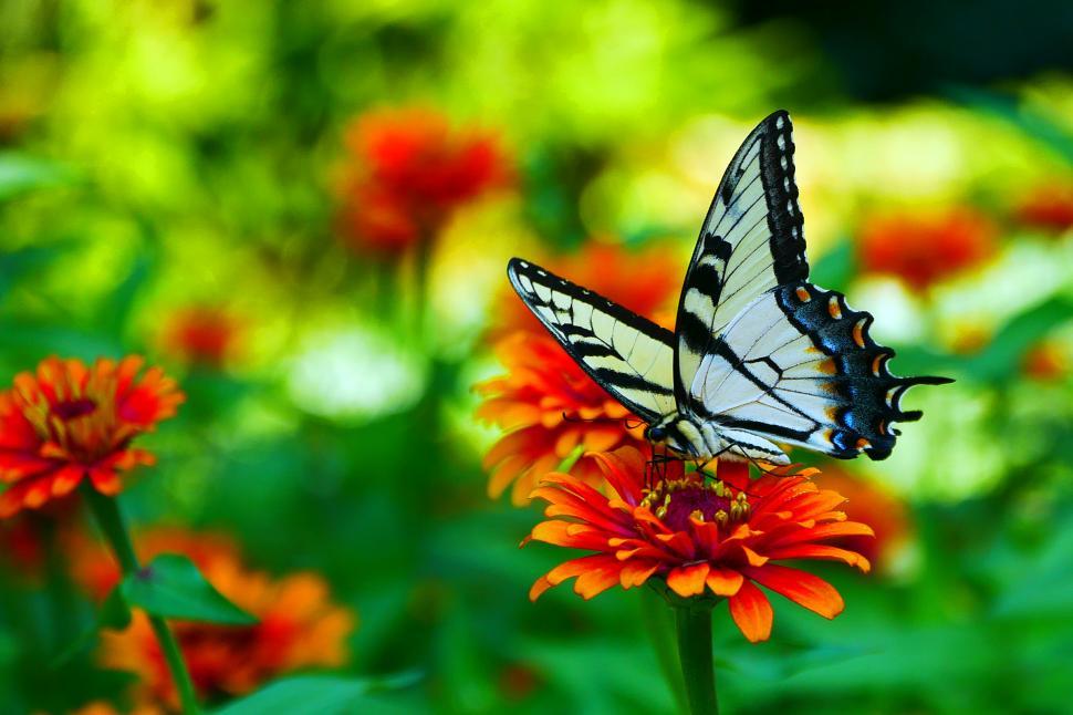 Free Image of Common Swallowtail Butterfly 