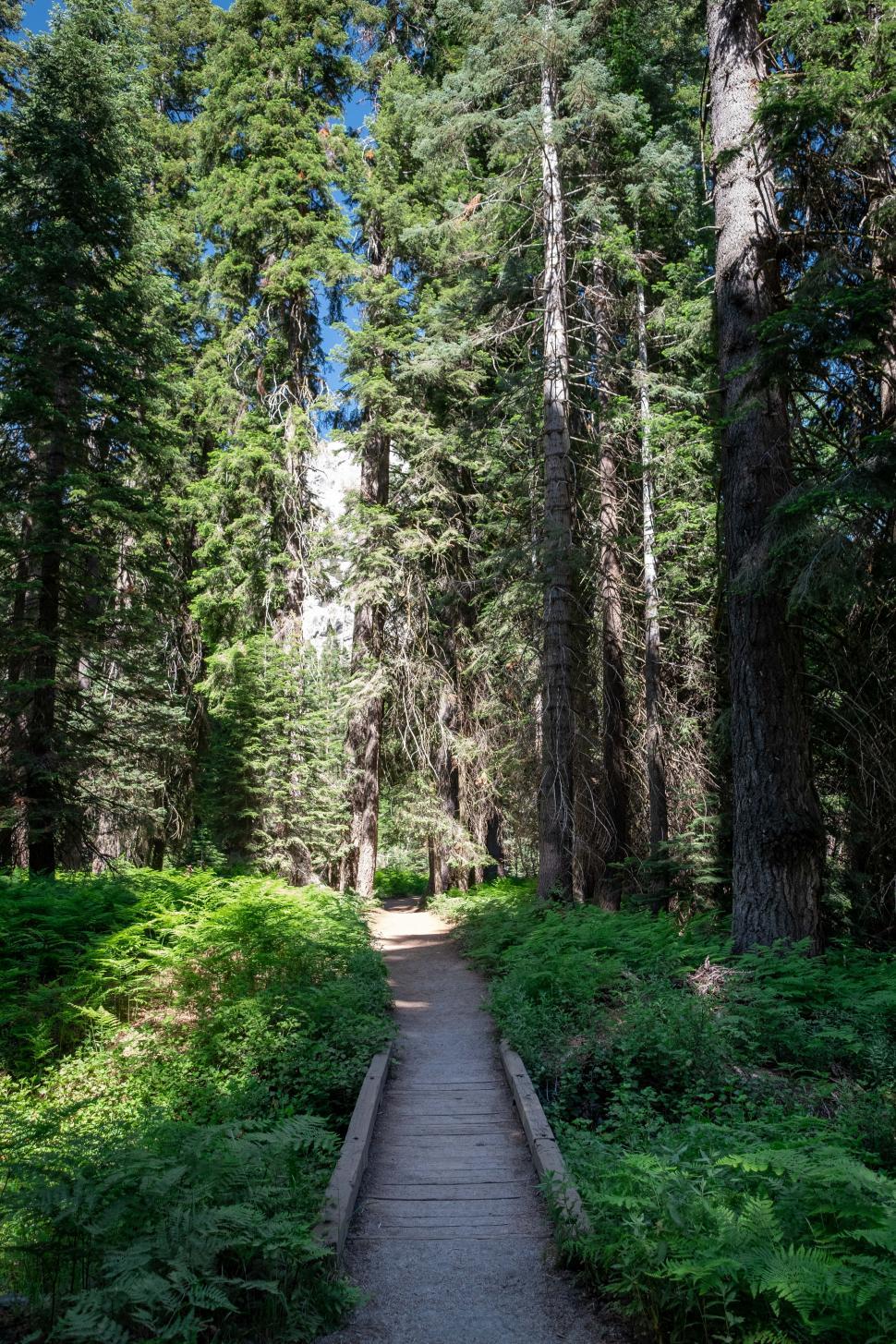 Free Image of Forest path 