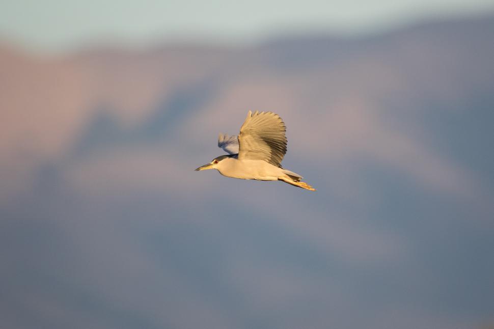 Free Image of Heron in flight 