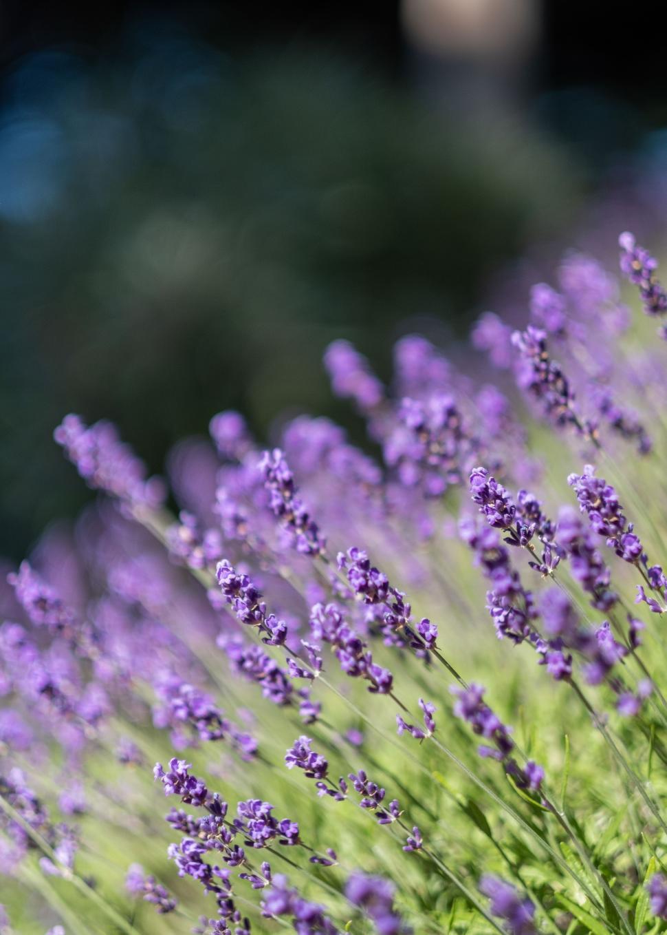 Free Image of Lavender flowers 