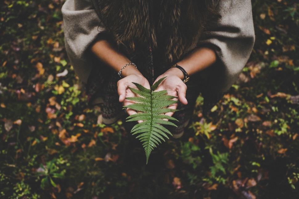 Free Image of Fern leaf and hands in the forest 