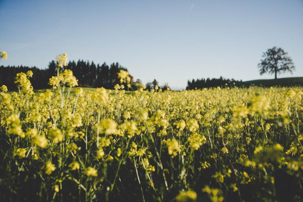Free Image of Yellow Flowers 