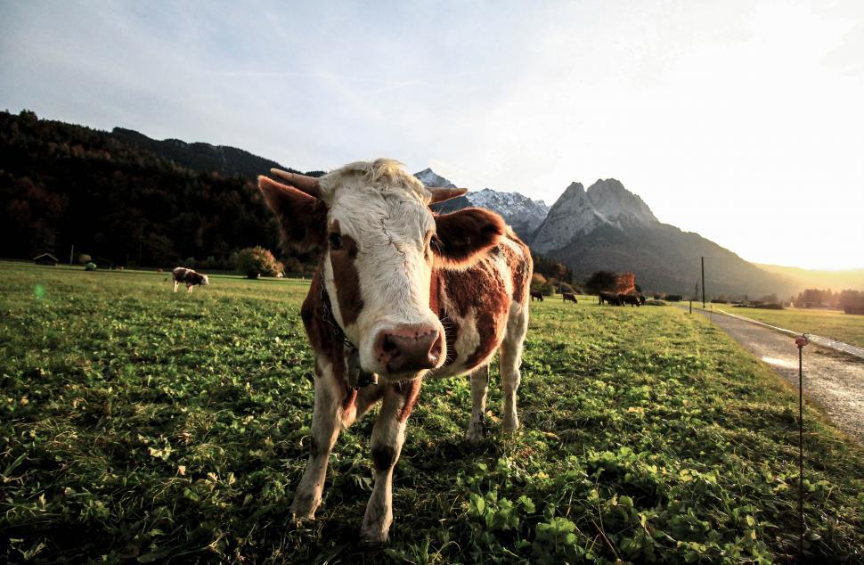 Free Image of Brown and white cow 