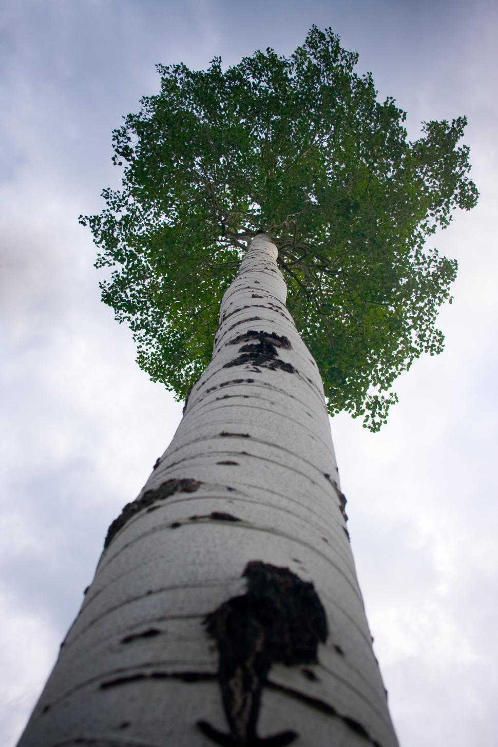 Free Image of Tall Aspen Tree 