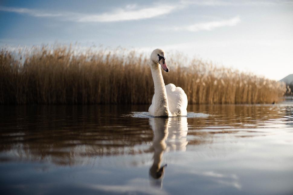 Free Image of Swan in lake 