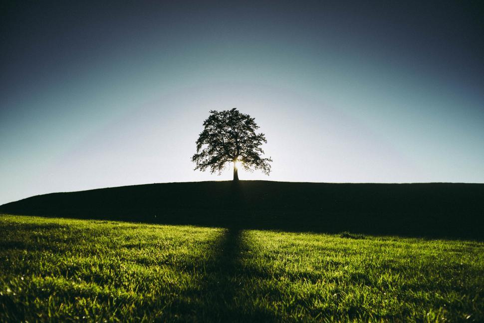 Free Image of Tree in the grassland 