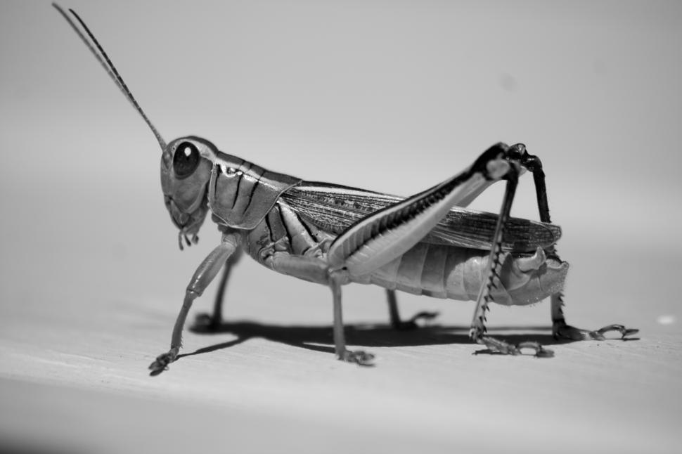 Free Image of grasshoper 