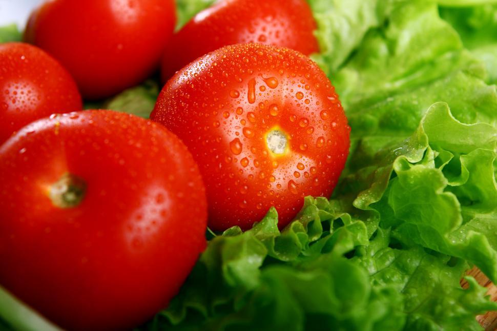 Free Image of Fresh and wet red tomatoes and green lettuce 