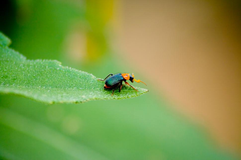Free Image of beetle 