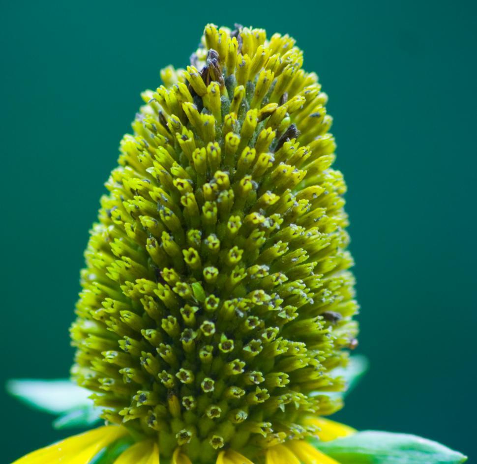 Free Image of Green Flower Cone 