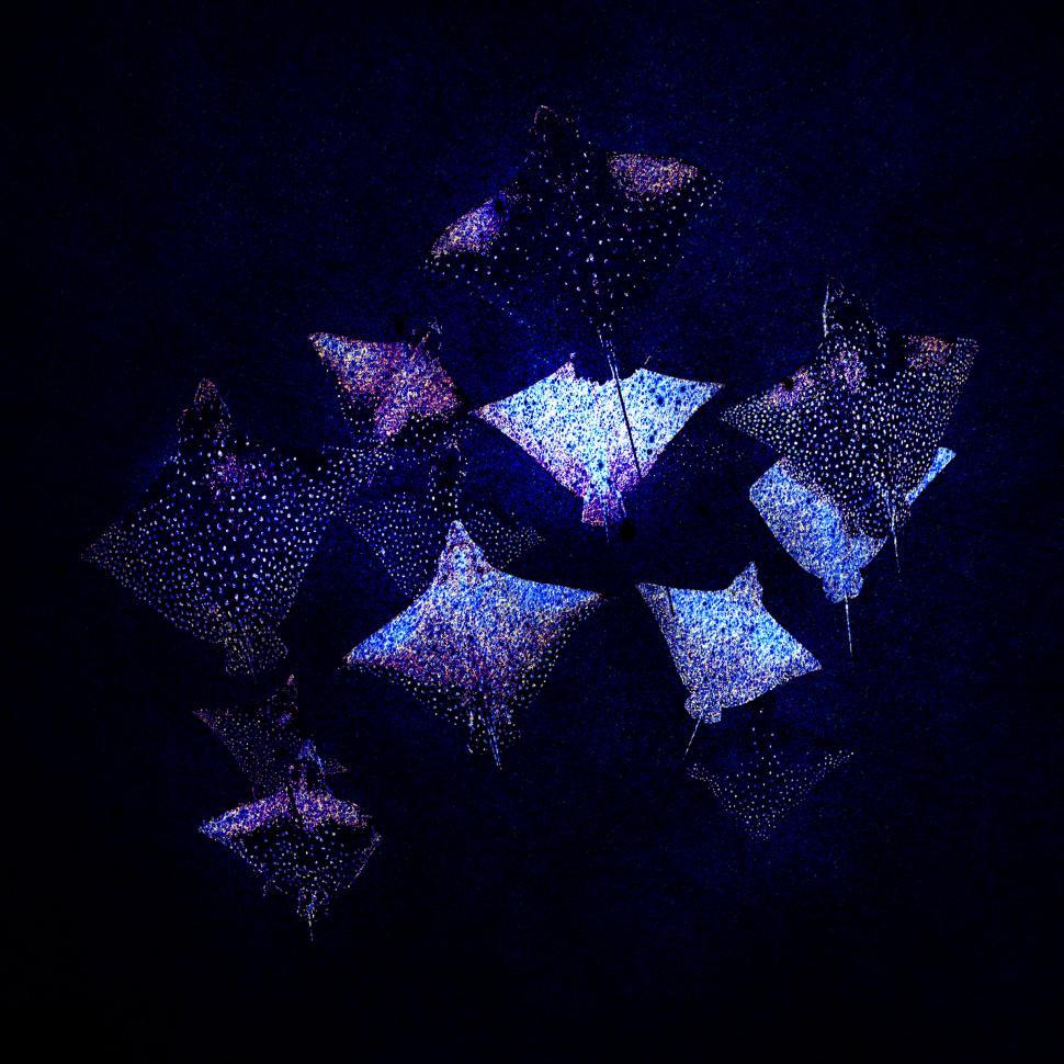 Free Image of Luminous Stingrays - Luminous Fish Underwater 
