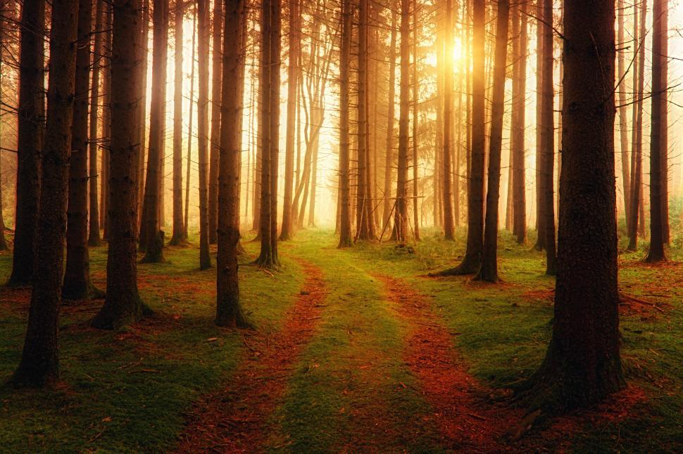 Free Image of Sunlight passing through trees in forest 