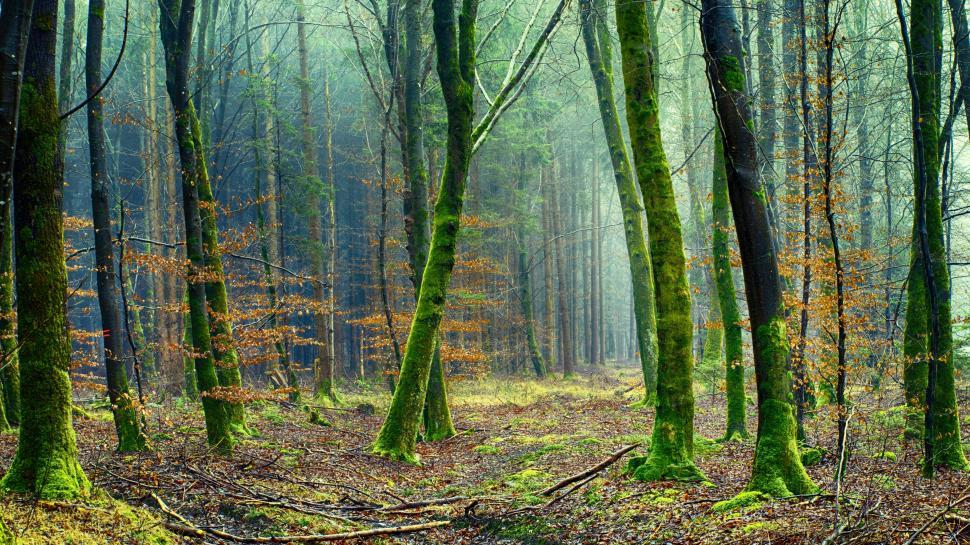 Free Image of Forest trees 