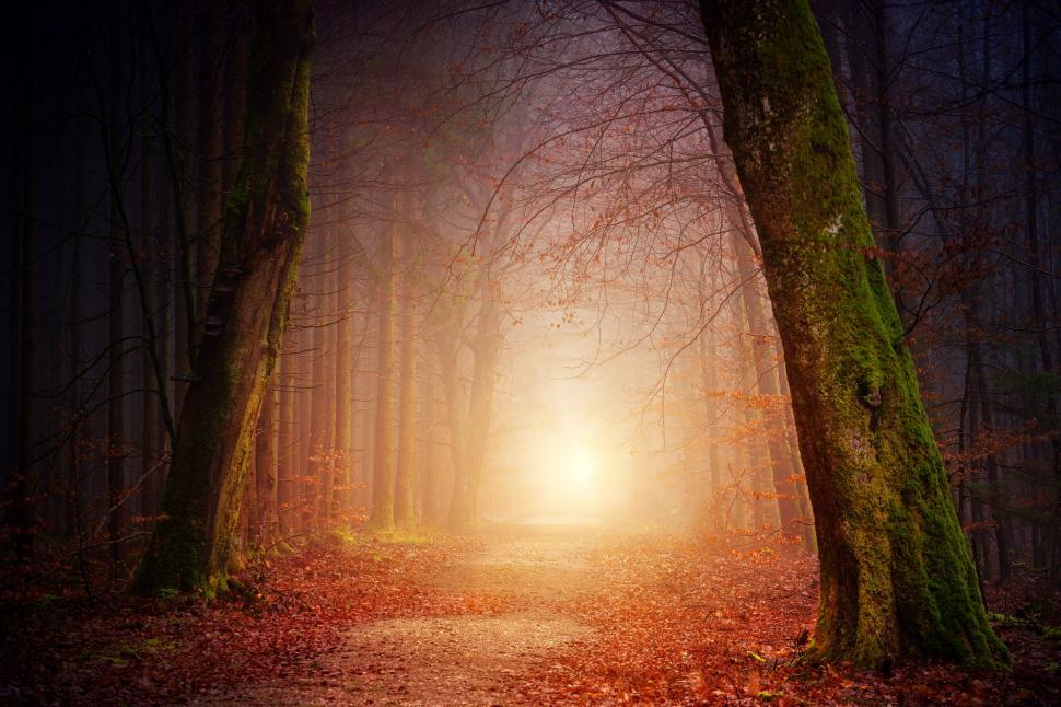 Free Image of Autumn trees and walkway in foggy forest 