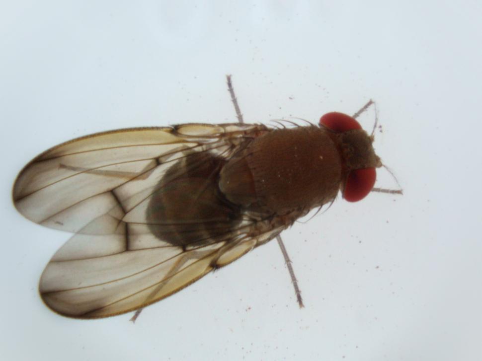 Free Image of Fly 