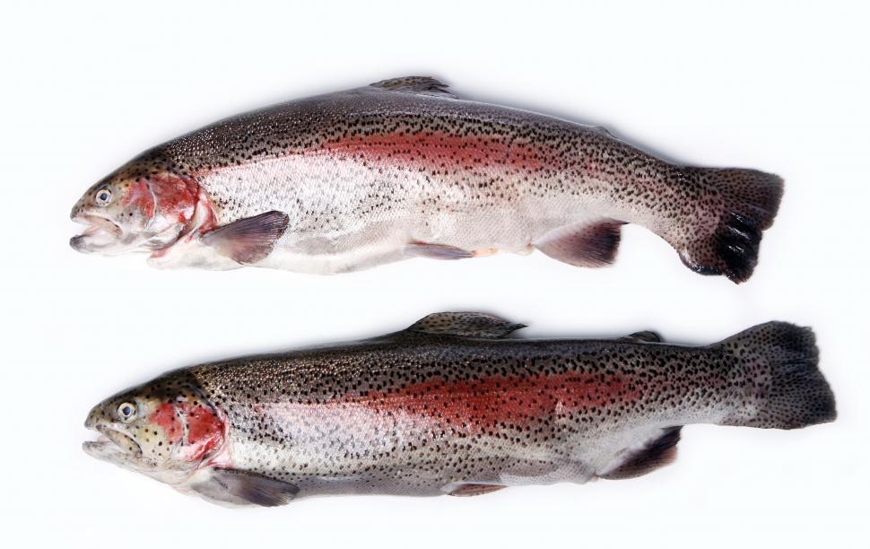 Free Image of Fresh trout 