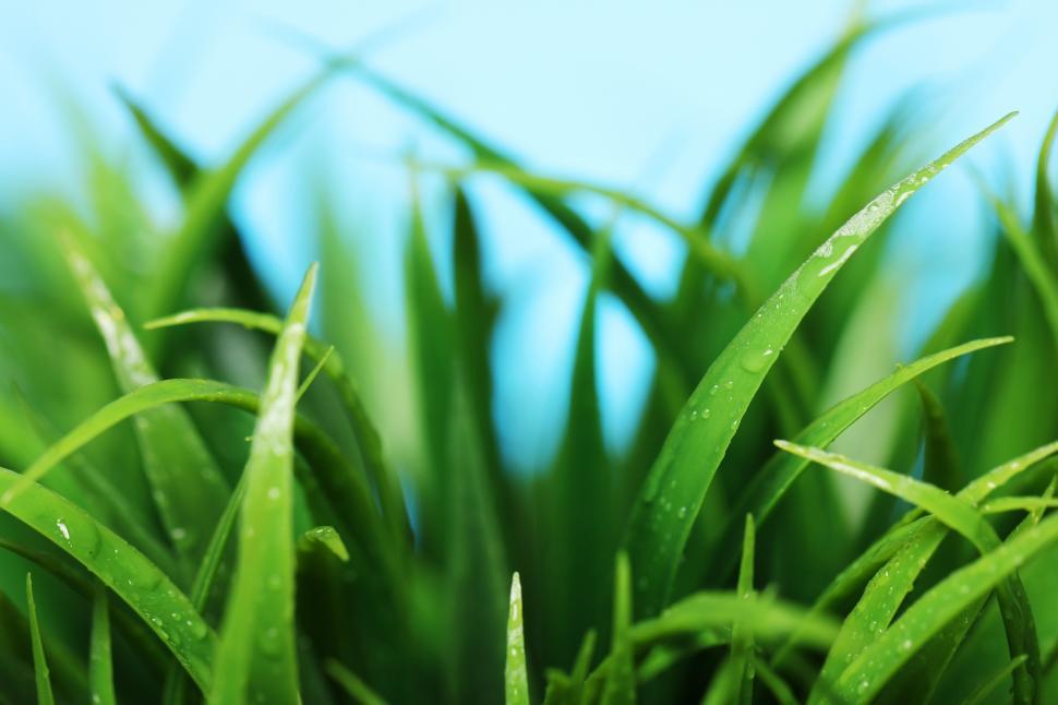 Free Image of Close up of green grass 